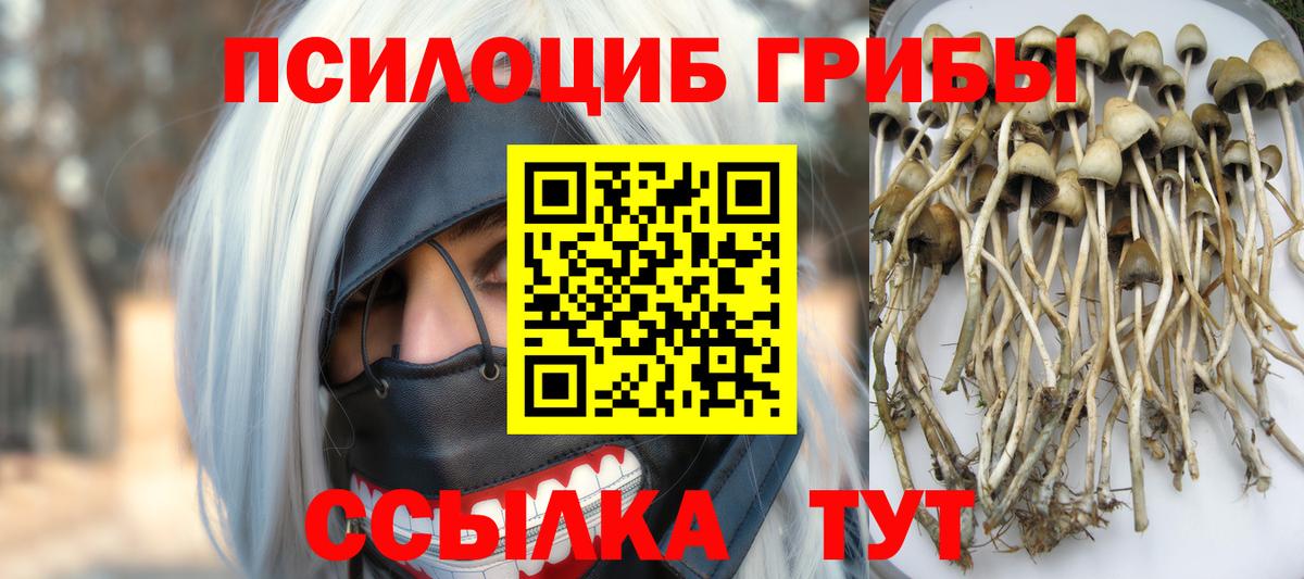 Псилоцибиновые грибы Cubensis Гурьевск